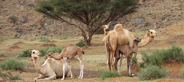 Baby Camel Fibers at Weaver Creek Fibers